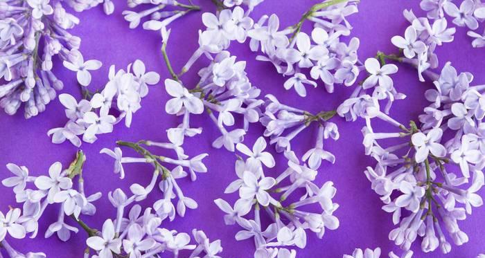 紫色丁香花语的美好寓意(探秘紫色丁香花语的深层含义)