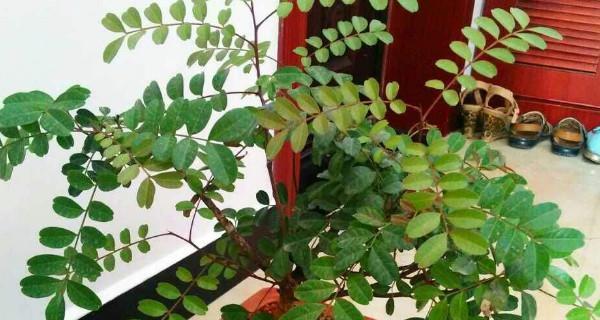 清香木冬天掉叶子正常吗?如何防止掉叶?