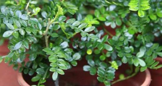 清香木冬天掉叶子正常吗?如何防止掉叶? 清香木冬天掉叶子正常吗?如何防止掉叶?