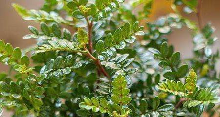 清香木冬天掉叶子正常吗?如何防止掉叶? 清香木冬天掉叶子正常吗?如何防止掉叶?