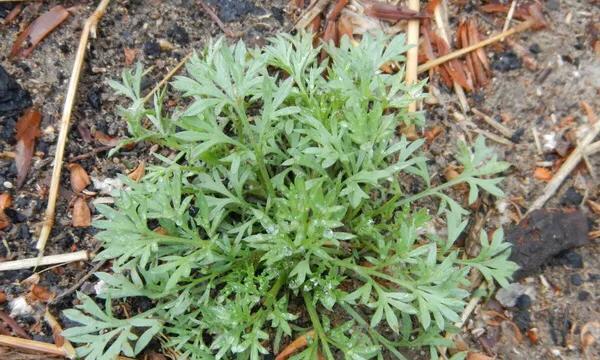 茵陈什么时候采摘最好?收获季节有哪些注意事项? 茵陈什么时候采摘最好?收获季节有哪些注意事项?