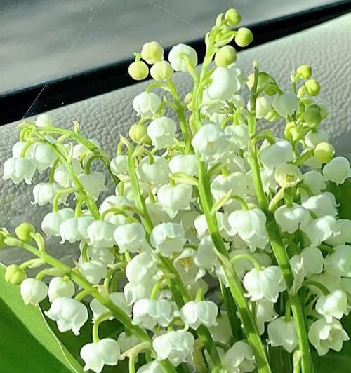 铃兰花语的含义及传承(探寻铃兰的美与哲学)