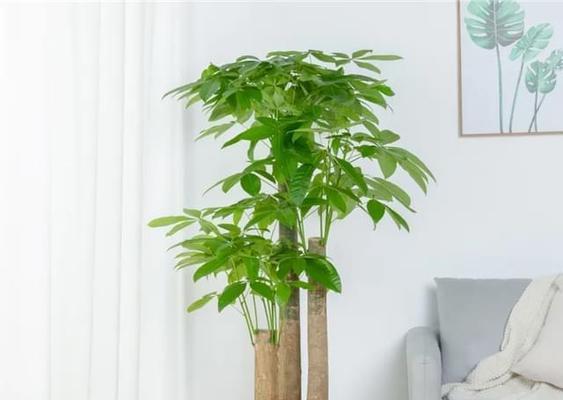 发财树喜不喜欢阳光?光照需求与养护技巧是什么?