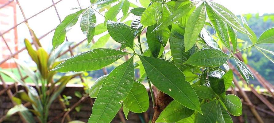 发财树喜不喜欢阳光?光照需求与养护技巧是什么? 发财树喜不喜欢阳光?光照需求与养护技巧是什么?