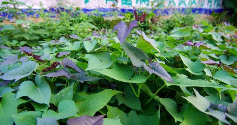 油菜和棠菜是同一种菜吗？它们的区别是什么？