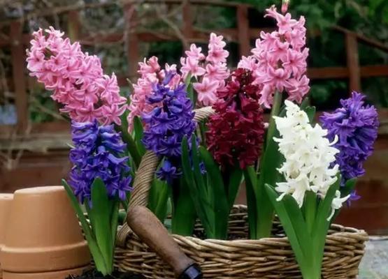 风信子花语的寓意与意义（探索风信子的象征与内涵）