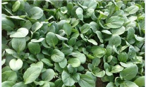 油菜和棠菜是同一种菜吗?它们的区别是什么? 油菜和棠菜是同一种菜吗?它们的区别是什么?