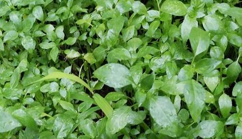 油菜和棠菜是同一种菜吗?它们的区别是什么? 油菜和棠菜是同一种菜吗?它们的区别是什么?