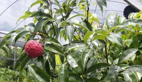 温州能种植荔枝吗?气候条件是否适宜?