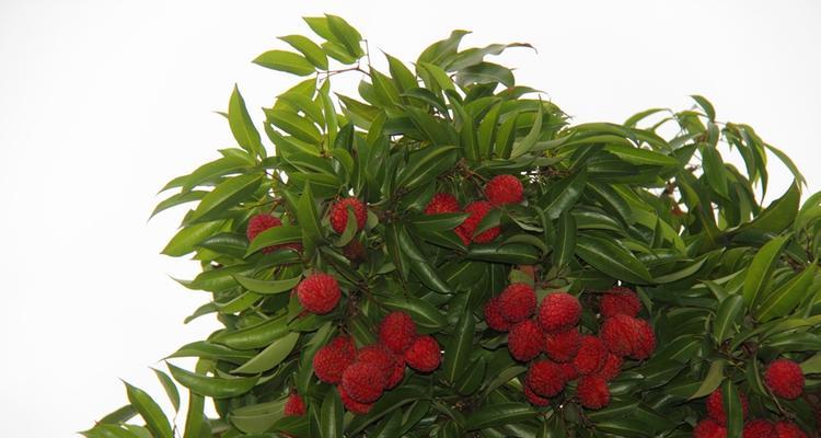 温州能种植荔枝吗?气候条件是否适宜? 温州能种植荔枝吗?气候条件是否适宜?