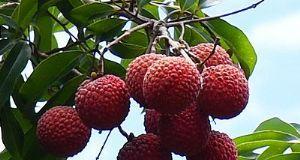 温州能种植荔枝吗?气候条件是否适宜? 温州能种植荔枝吗?气候条件是否适宜?