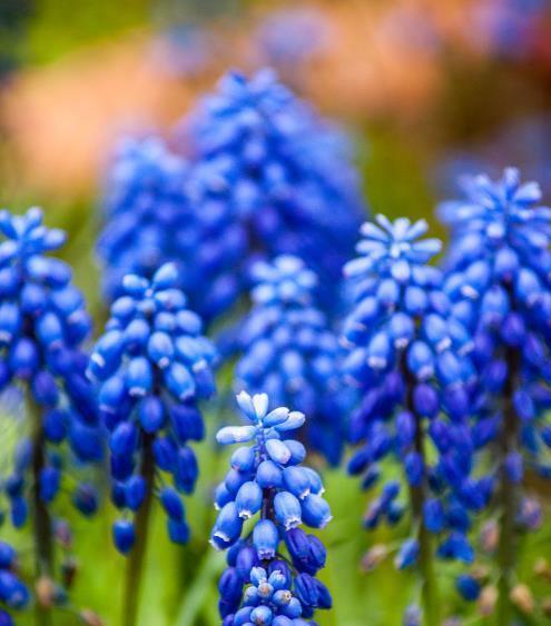 蓝色风信子的花语（传递温暖和希望的蓝色）