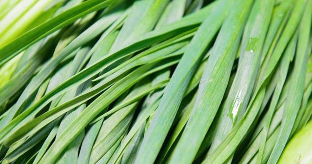 韭菜什么品种最好?如何选择高产优质的韭菜?