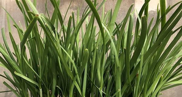 韭菜什么品种最好？如何选择高产优质的韭菜？