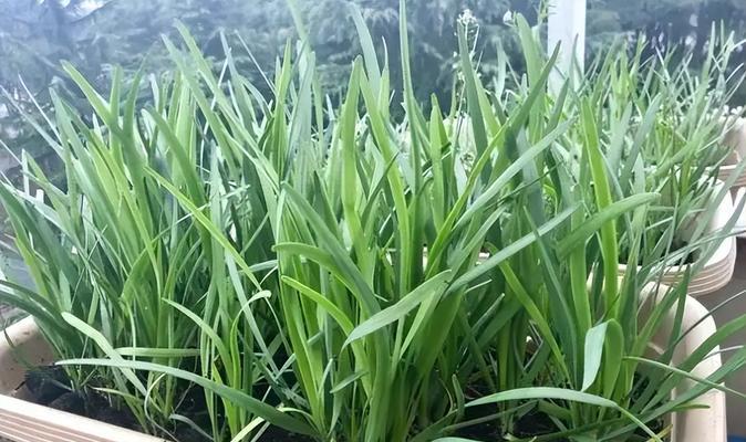 韭菜什么品种最好？如何选择高产优质的韭菜？