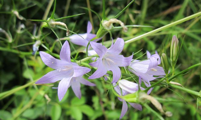 风铃草的美丽寓意（探寻风铃草的花语和象征意义）