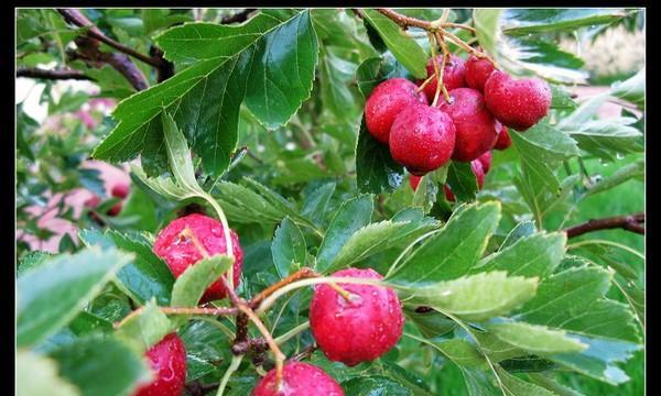 山楂树几年能结果实?如何促进山楂早结果?