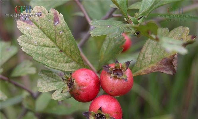 山楂树几年能结果实？如何促进山楂早结果？