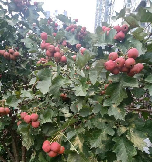 山楂树几年能结果实？如何促进山楂早结果？