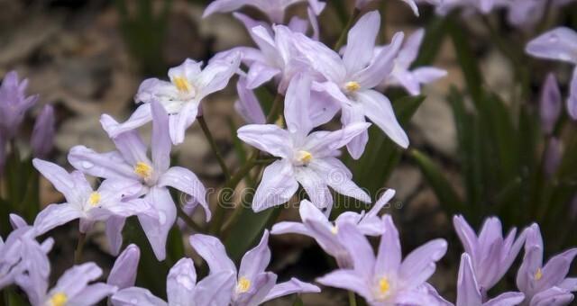 蓝星花的花语与寓意（揭秘蓝星花语的内涵与象征意义）