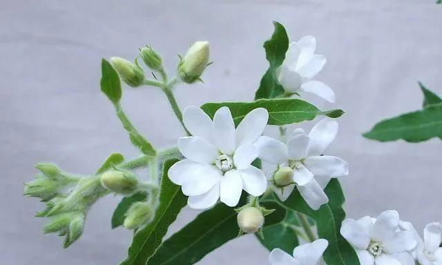 蓝星花的花语与寓意（揭秘蓝星花语的内涵与象征意义）