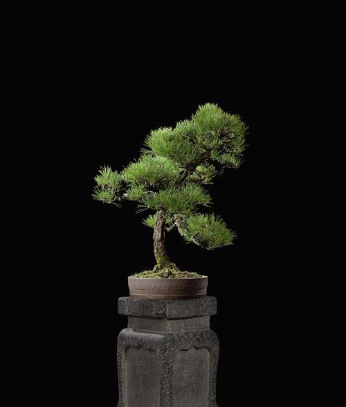 黑松怕晒太阳吗？如何正确养护黑松？