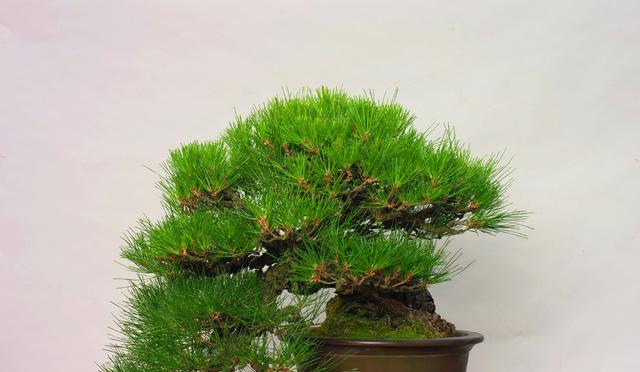 黑松怕晒太阳吗?如何正确养护黑松?