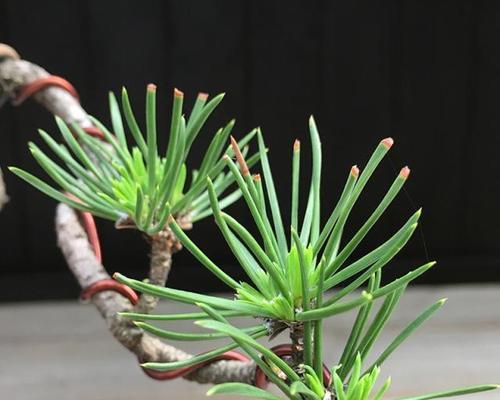 黑松怕晒太阳吗？如何正确养护黑松？