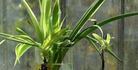 吊兰快速生根的秘诀是什么?需要多长时间才能看到效果? 吊兰快速生根的秘诀是什么?需要多长时间才能看到效果?