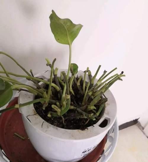 吊兰快速生根的秘诀是什么?需要多长时间才能看到效果? 吊兰快速生根的秘诀是什么?需要多长时间才能看到效果?