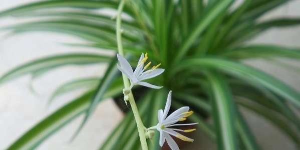 吊兰快速生根的秘诀是什么？需要多长时间才能看到效果？