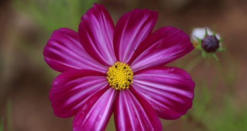 格桑花的花语与美丽传说（格桑花花语的意义与象征）