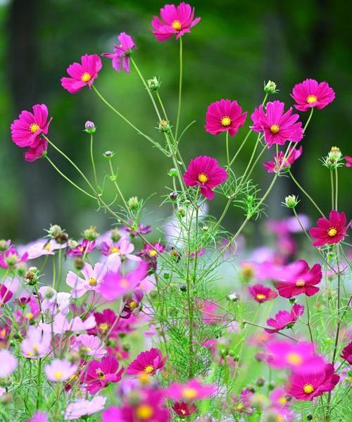 格桑花的花语与美丽传说（格桑花花语的意义与象征）