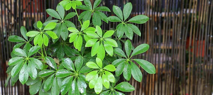 鸭掌木养殖方法是什么？养殖过程中应注意哪些问题？