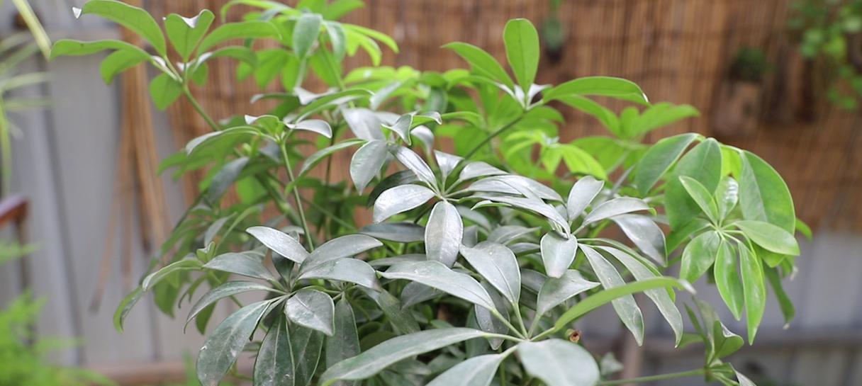 鸭掌木养殖方法是什么？养殖过程中应注意哪些问题？