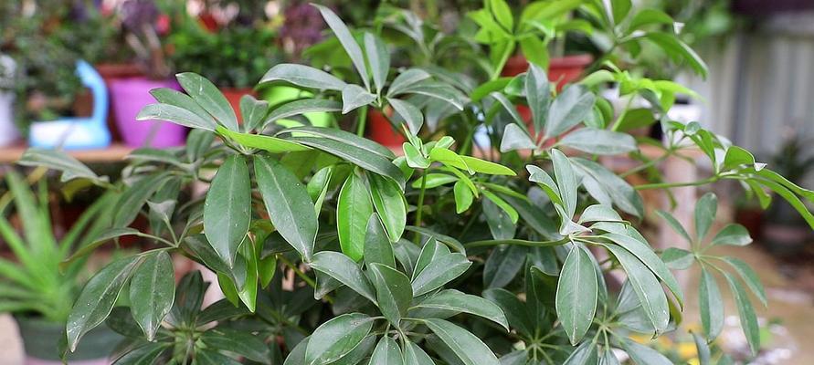 鸭掌木养殖方法是什么？养殖过程中应注意哪些问题？