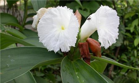 甘蔗开花的预兆与寓意(甘蔗开花的神秘信号与喜庆寓意) 甘蔗开花的预兆与寓意(甘蔗开花的神秘信号与喜庆寓意)