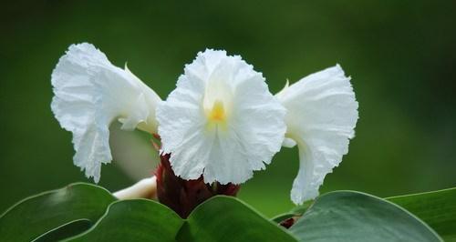 甘蔗开花的预兆与寓意（甘蔗开花的神秘信号与喜庆寓意）