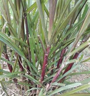 甘蔗开花的预兆与寓意(甘蔗开花的神秘信号与喜庆寓意) 甘蔗开花的预兆与寓意(甘蔗开花的神秘信号与喜庆寓意)