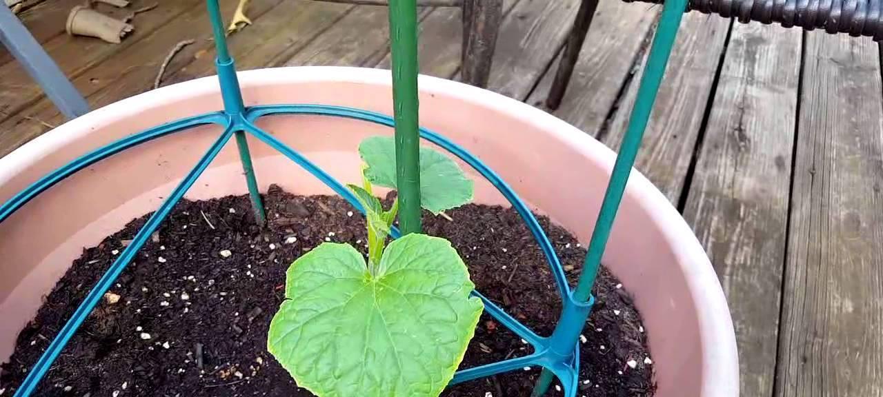 盆栽黄瓜用多大的盆合适？如何选择合适的盆栽尺寸？