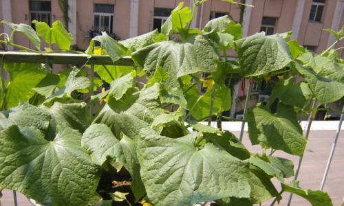 盆栽黄瓜用多大的盆合适?如何选择合适的盆栽尺寸? 盆栽黄瓜用多大的盆合适?如何选择合适的盆栽尺寸?