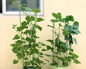 盆栽黄瓜用多大的盆合适?如何选择合适的盆栽尺寸? 盆栽黄瓜用多大的盆合适?如何选择合适的盆栽尺寸?