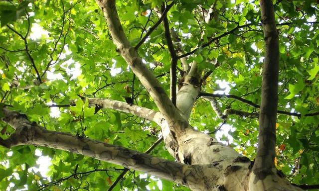 家里能种梧桐树吗?种植梧桐树需要注意什么?