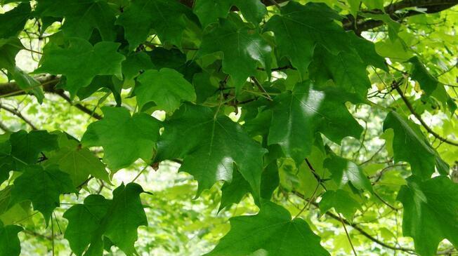 家里能种梧桐树吗?种植梧桐树需要注意什么? 家里能种梧桐树吗?种植梧桐树需要注意什么?