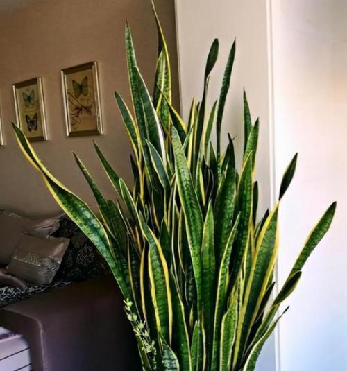 虎皮兰的寓意与风水摆放位置（探寻虎皮兰在风水中的秘密及禁忌）