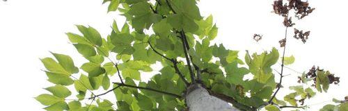 家里能种梧桐树吗?种植梧桐树需要注意什么? 家里能种梧桐树吗?种植梧桐树需要注意什么?