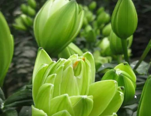 幸福的花——寄托幸福情感的美丽花语(花言花语中的幸福之语) 幸福的花——寄托幸福情感的美丽花语(花言花语中的幸福之语)