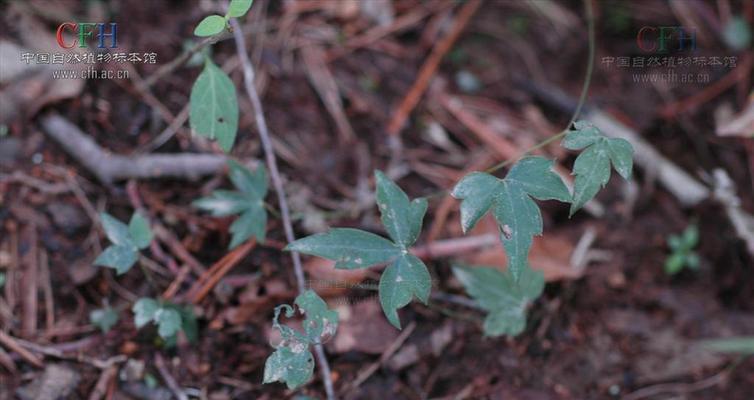 大乌叶是什么茶?大乌叶茶的特性与功效有哪些? 大乌叶是什么茶?大乌叶茶的特性与功效有哪些?