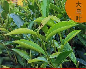 大乌叶是什么茶?大乌叶茶的特性与功效有哪些? 大乌叶是什么茶?大乌叶茶的特性与功效有哪些?