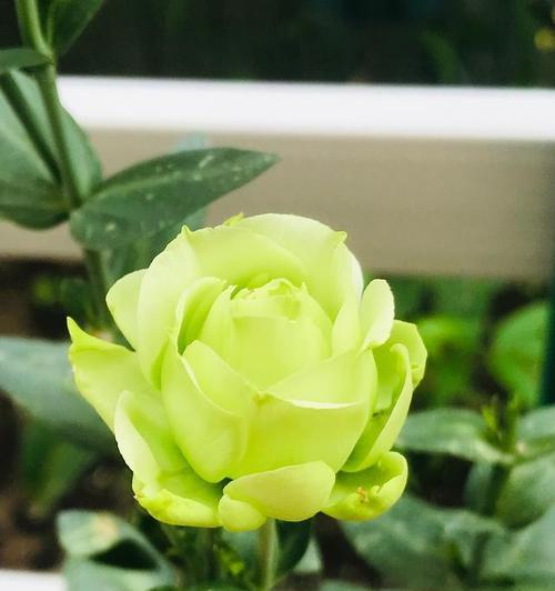 绿色洋桔梗的花语与寓意(探索绿色洋桔梗的神秘意义)